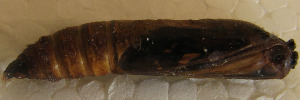 Pupae